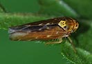Lamprotettix nitidulus