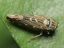 Lamprotettix nitidulus