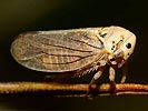 Macropsis fuscula