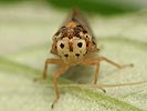 Macropsis scotti
