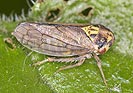 Macropsis scotti