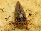 macropsis scutellata