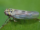 Macrosteles laevis