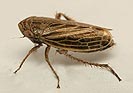 Macustus grisescens