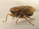 Macustsus grisescens