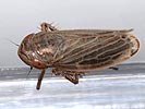 Macustus grisescens]