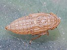 Macustus grisescens