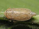 Macustus grisescens