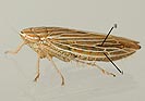 Mocydia crocea