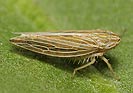 Mocydia crocea