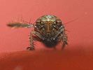Mocydiopsis parvicauda