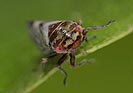 Oncopsis subangulata