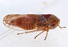 Oncopsis tristis