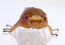 Oncopsis tristis
