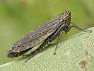 Paramesus obtusifrons