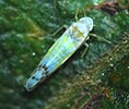 Ribautiana tenerrima