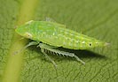 Synophropsis laurii