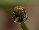 Sardius argus