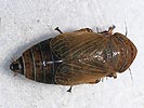 Streptanus marginatus
