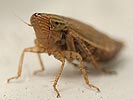 Turrutus socialis