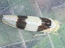Zonocyba bifasciata