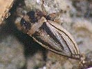 Ulopa trivia