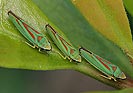 Graphocephala fennahi