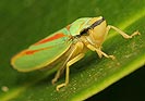 Graphocephala fennahi