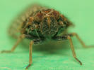 Tachycixius pilosus