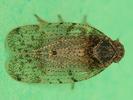 Tachycixius pilosus