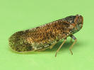 Tachycixius pilosus