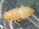 Xanthodelphax flaveola