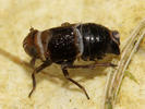 Criomorphus alboarginatus