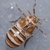 Criomorphus williamsi