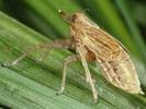 Delphax pulchellus