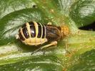Ditropis pteridis