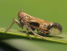 Euides speciosa
