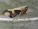 Euides speciosa