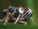 Hyledelphax elegantulus