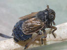 Javesella discolor