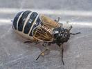 Javesella discolor