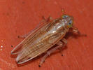 Kelisia punctulum