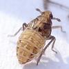 Megamelodes quadrimaculatus