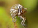 Nothodelphax distincta