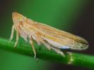 Stenocranus minutus