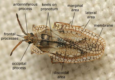 Heteroptera: Tingidae (Lacebug)