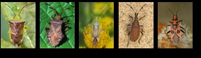 Checklist of UK Heteroptera