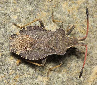 Enoplops scapha