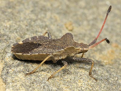 Enoplops scapha