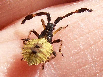 Enoplops scapha nymph